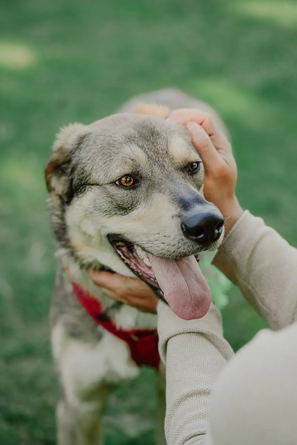 Hund von Tierschutzverein Pforzheim und Umgebung e.V